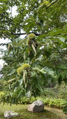 Castanea mollissima