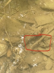 Cottus