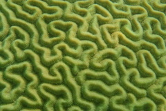 Pseudodiploria strigosa