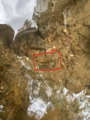 Cottus