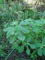 Impatiens parviflora