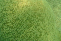 Pseudodiploria strigosa