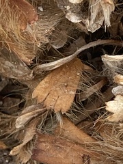 Arctomecon californica