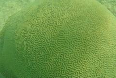 Pseudodiploria strigosa