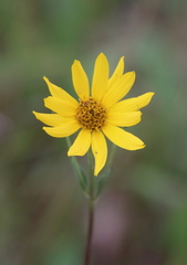 Helianthus occidentalis