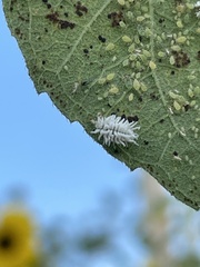 Cryptolaemus montrouzieri