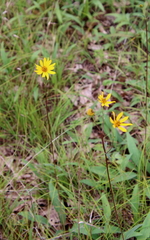 Helianthus occidentalis
