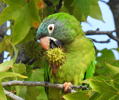Thectocercus acuticaudatus