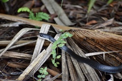 Coluber constrictor priapus