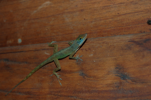 Anolis luciae