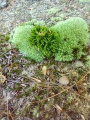 Leucobryum glaucum
