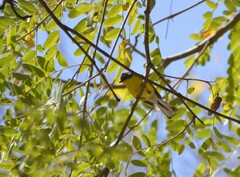 Myioborus brunniceps