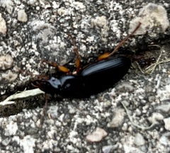 Harpalus pensylvanicus