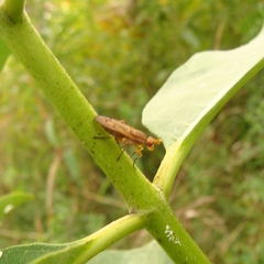 Tetanocera