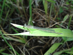 Paracercion hieroglyphicum