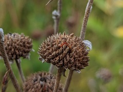 Verbesina helianthoides