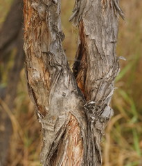 Melaleuca nervosa