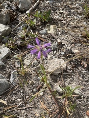 Penstemon heterodoxus