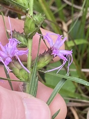 Liatris hirsuta