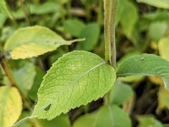 Verbesina helianthoides