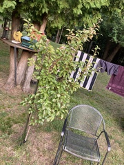 Pyrus