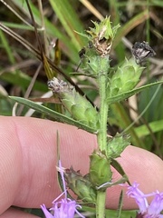 Liatris hirsuta