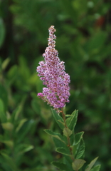 Spiraea tomentosa