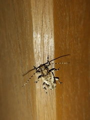 Aegomorphus jaspideus