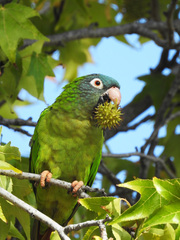Thectocercus acuticaudatus