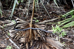 Coluber constrictor priapus