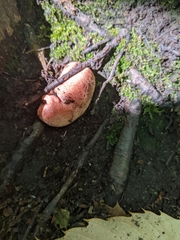 Fistulina hepatica