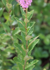 Spiraea tomentosa