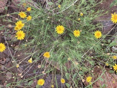 Thymophylla pentachaeta