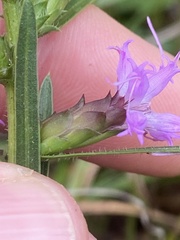 Liatris hirsuta