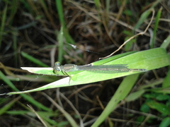 Paracercion hieroglyphicum