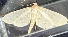 Herpetogramma aquilonalis