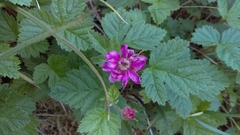 Rubus arcticus acaulis