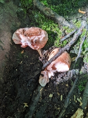 Fistulina hepatica