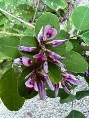 Lespedeza bicolor