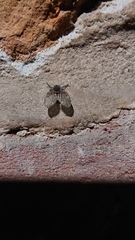 Clogmia albipunctata