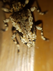 Aegomorphus jaspideus