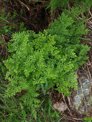 Cryptogramma crispa