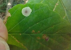 Cameraria hamameliella