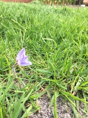 Ipheion uniflorum