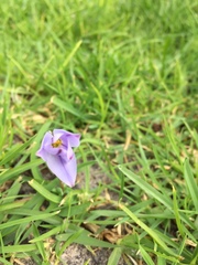 Ipheion uniflorum