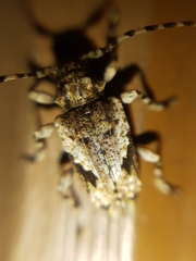 Aegomorphus jaspideus