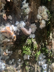 Megapallifera mutabilis