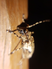 Aegomorphus jaspideus