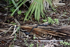 Coluber constrictor priapus
