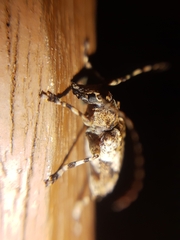 Aegomorphus jaspideus